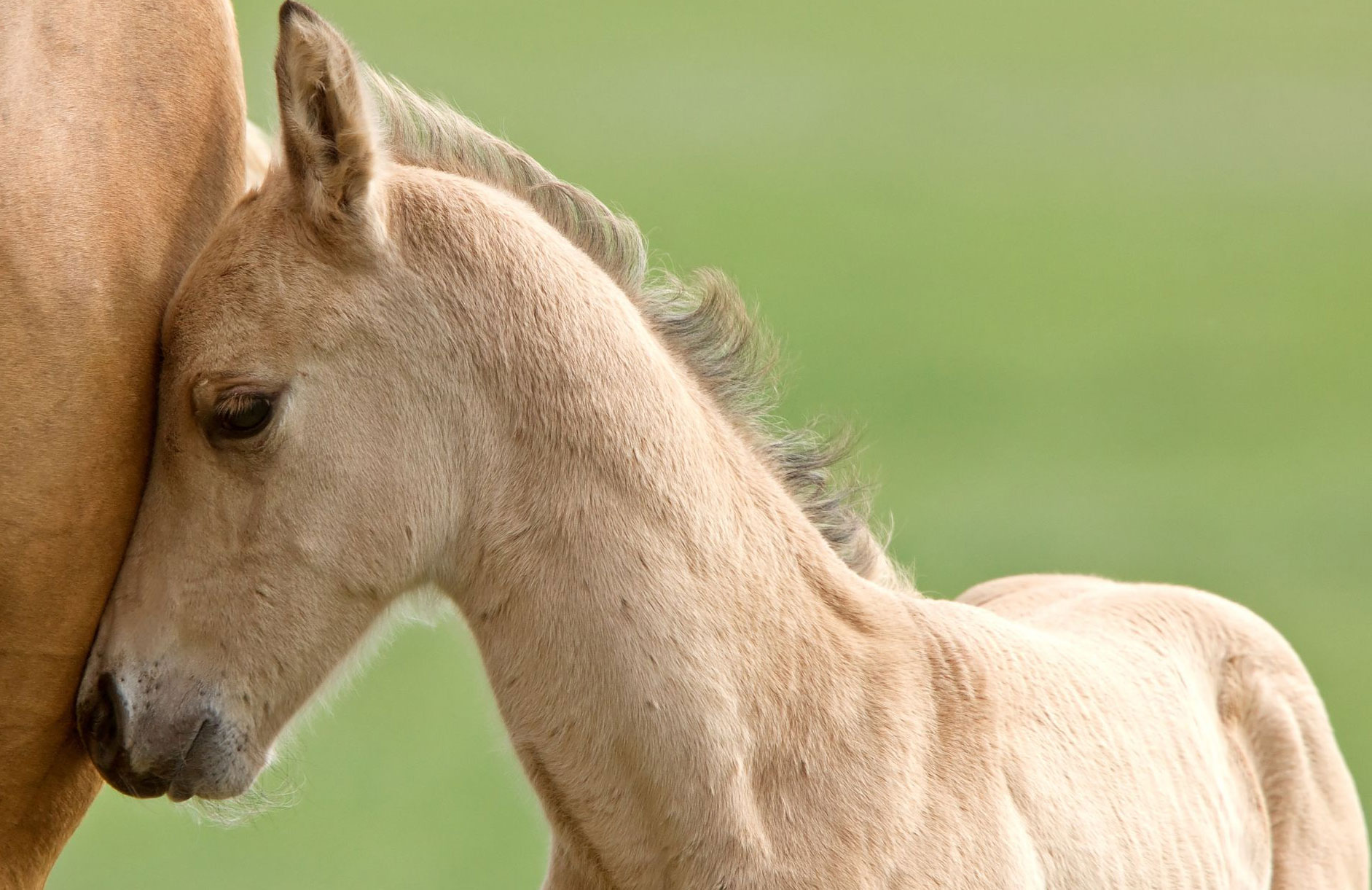 horses-home2 Animal Communication